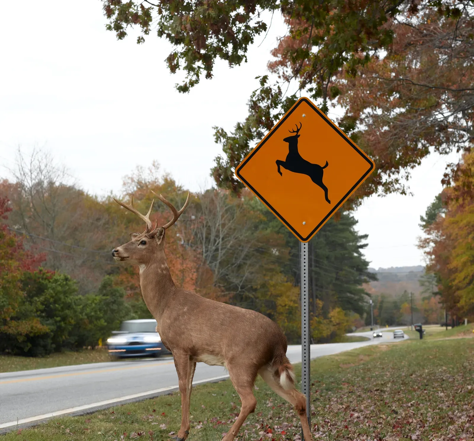 A deer standing beside a deer-crossing sign along an autumn road with oncoming cars